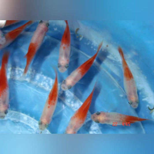 Platy Peppermint