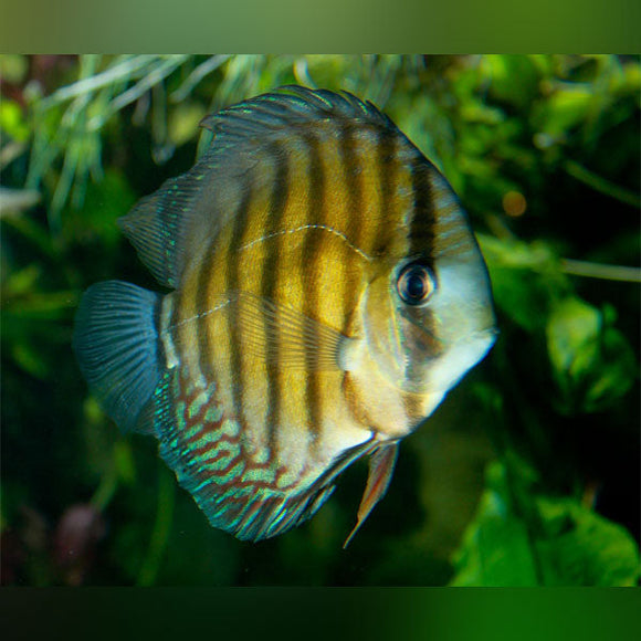 Discus Peru Wild