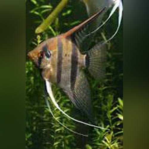 Angelfish Peruvian Wild