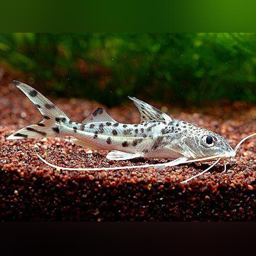 Catfish Pictus Angelicus