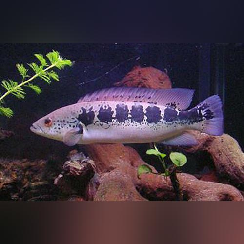 Cichlid Pike Striped