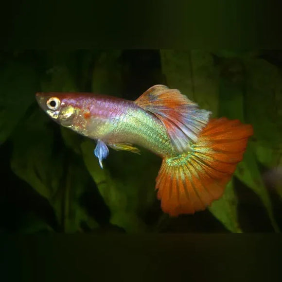 Guppy Pink Flamingo - Pair