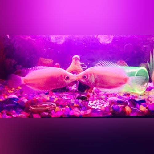 Gourami Pink Kissing