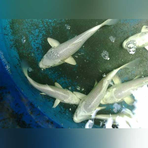 Koi Platinum Ogon