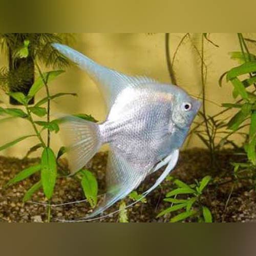 Angelfish Platinum