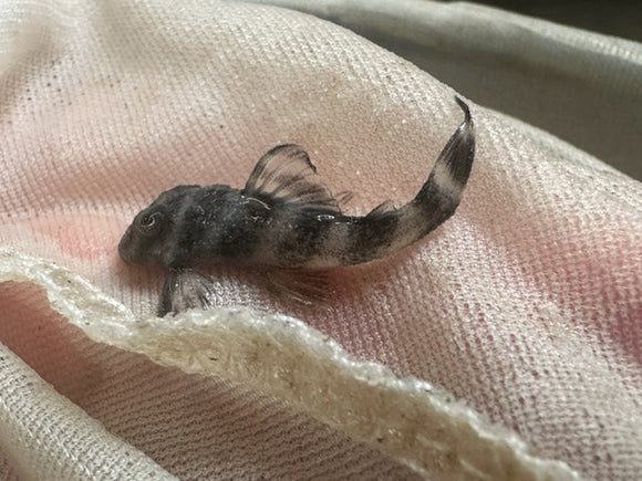 Pleco L-002 Tiger
