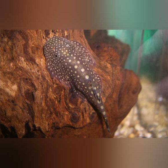 Loach Hillstream Polka Dot