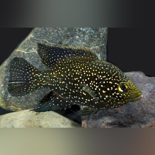 Cichlid Pollini