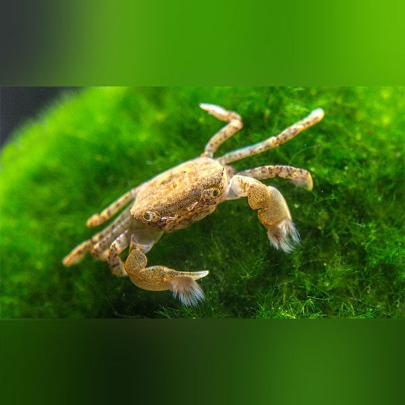 Crab Pom Pom Freshwater