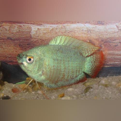 Gourami Dwarf Powder Blue
