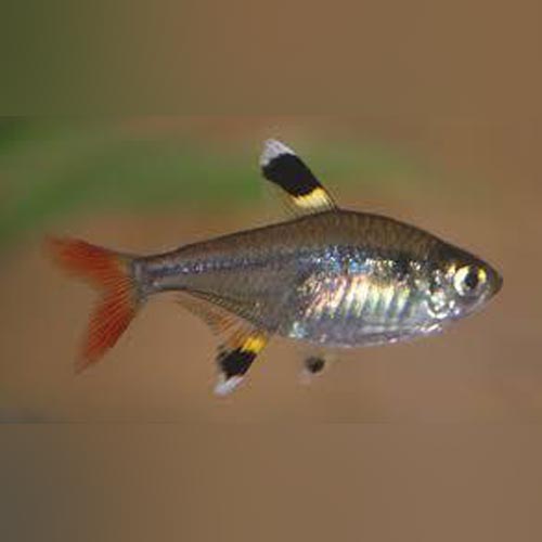 Tetra Pristella