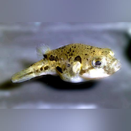 Puffer Indian Pea
