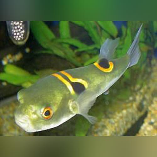 Puffer Fugu Saddle