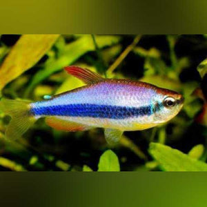 Tetra Emperor Purple