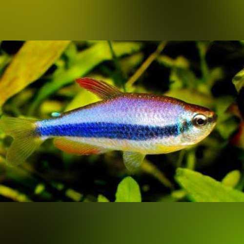 Tetra Emperor Purple