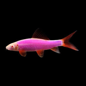 GloFish Shark Purple