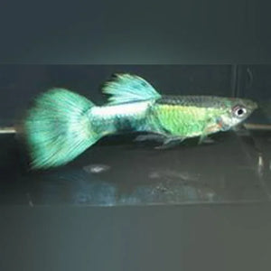 Guppy Purple Haze - Pair