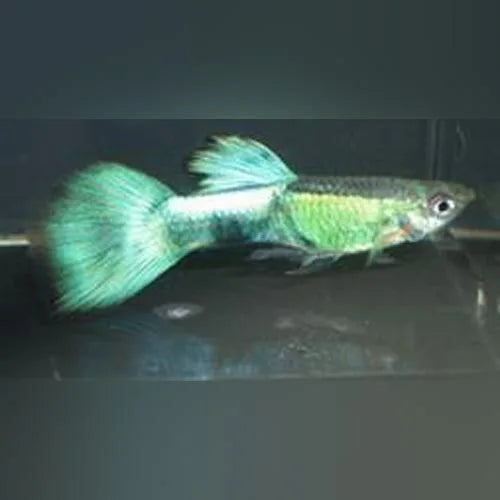 Guppy Purple Haze - Pair
