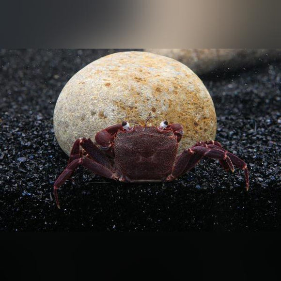 Crab Purple Matano