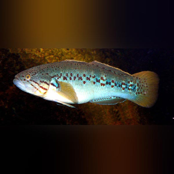 Goby Purple Spot