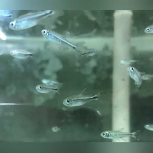 Tetra Purple