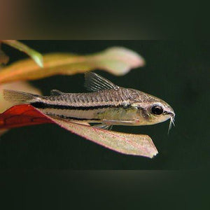 Cory Pygmy (tank raised)