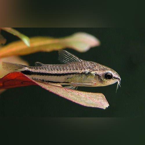 Cory Pygmy (tank raised)
