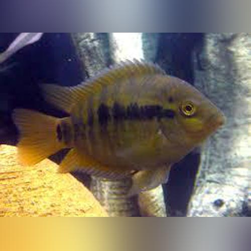 Cichlid Rainbow