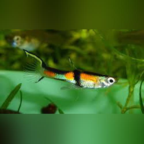 Endler Rainbow - Male