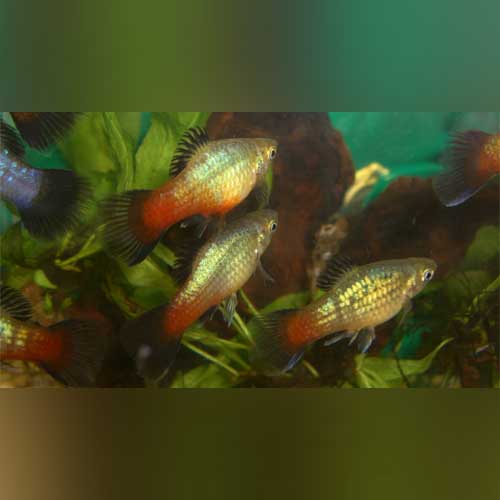 Platy Rainbow