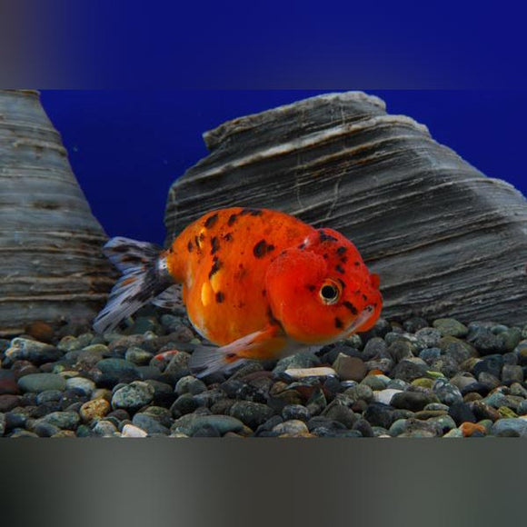 Goldfish Ranchu