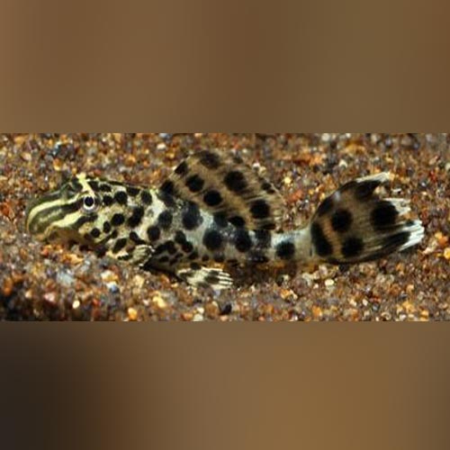 Pleco Ranger