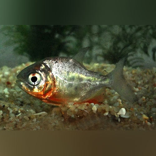 Pacu Red Belly