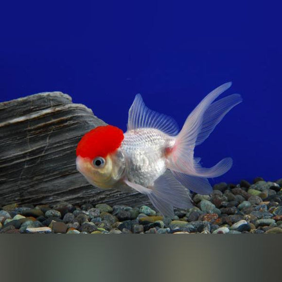Goldfish Oranda Red Cap