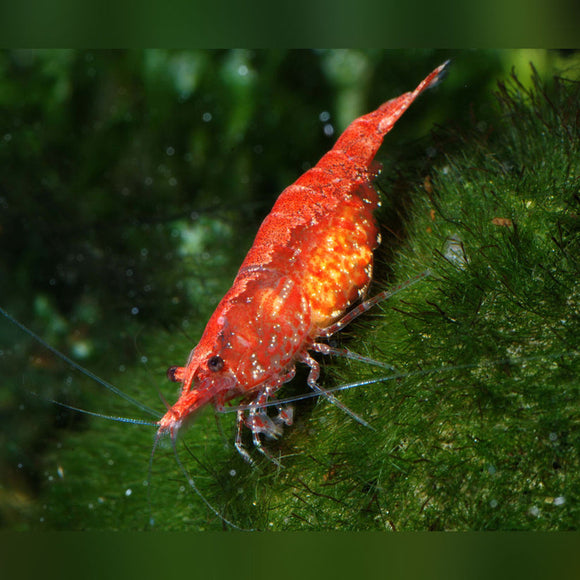 Shrimp Cherry Grade A