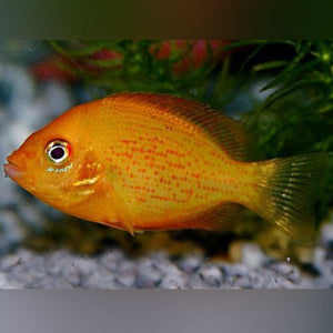 Cichlid Red Chromide