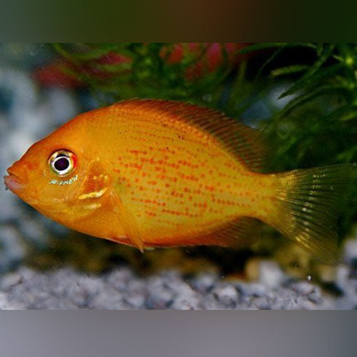 Cichlid Red Chromide