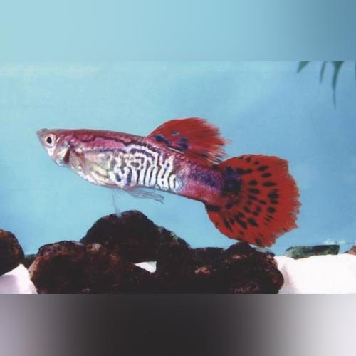Guppy Red Cobra - Pair