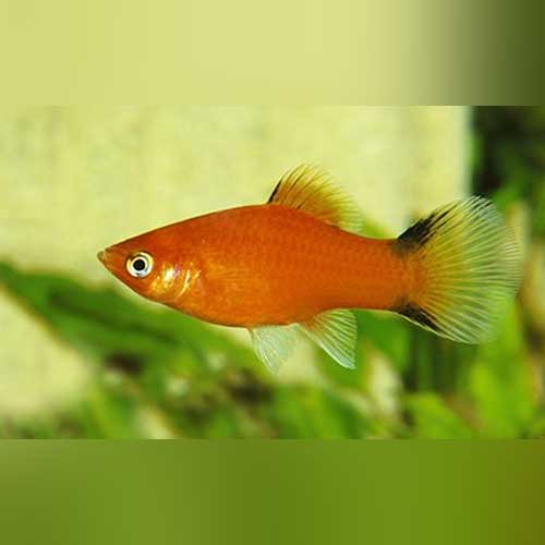 Platy Red Comet