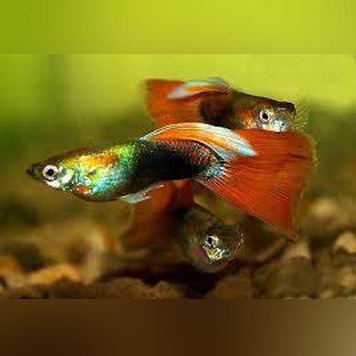Guppy Red Delta - Pair