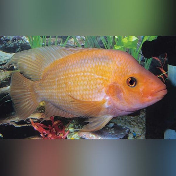 Cichlid Red Devil