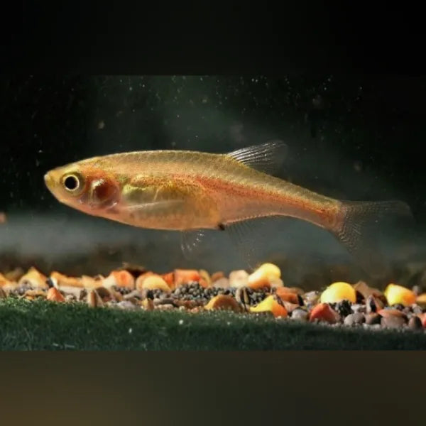 Rasbora Red Dwarf