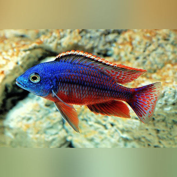 Cichlid Red Empress