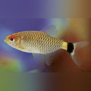 Tetra Red Eye Monk