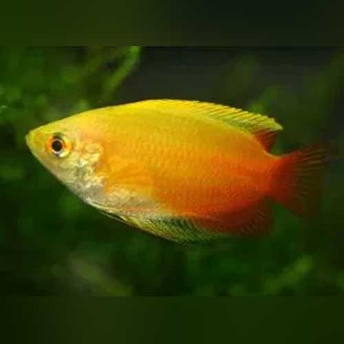 Gourami Honey Dwarf