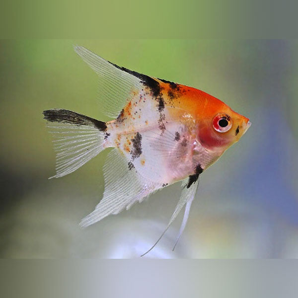 Angelfish Koi