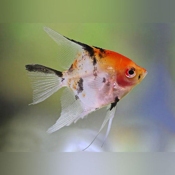 Angelfish Koi