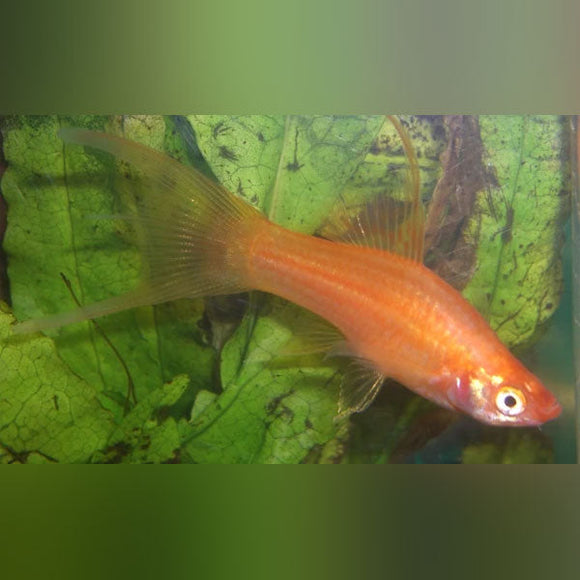 Swordtail Red Lyretail Hi Fin