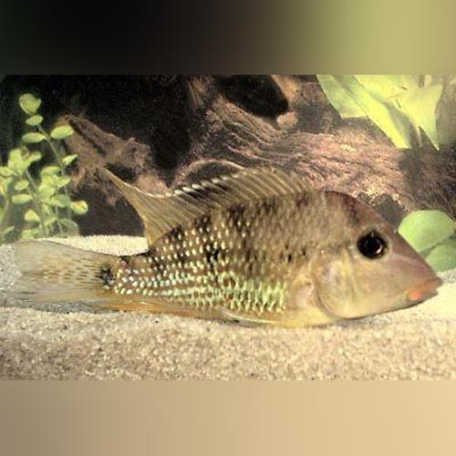 Cichlid Geophagus Red Hump