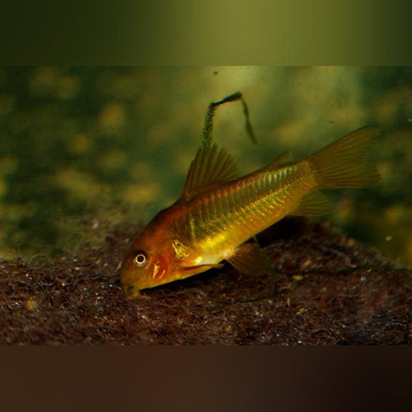 Cory Red Laser